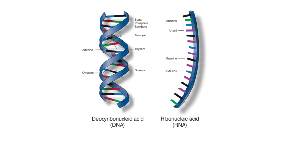 Classification Of Carbohydrates, Protein, Lipid, Or Nucleic Acid Flashcards